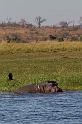 062 Chobe NP, nijlpaard